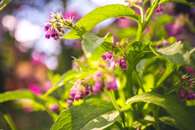 Herbe de consoude Symphytum officinale