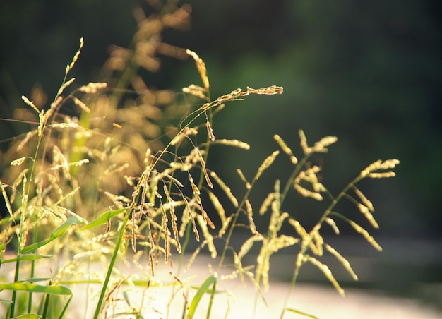 Herbe contre un lac