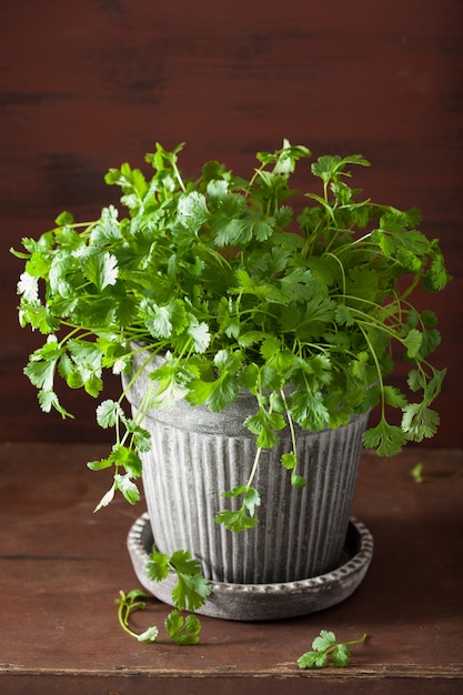 Herbe de coriandre fraîche en pot