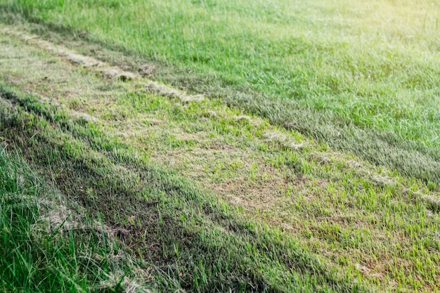 L&#39;herbe coupée dans les allées.