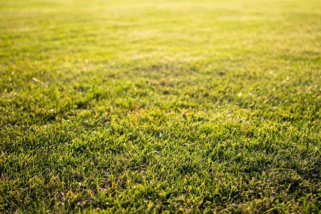 Herbe coupée verte sur terrain de golf