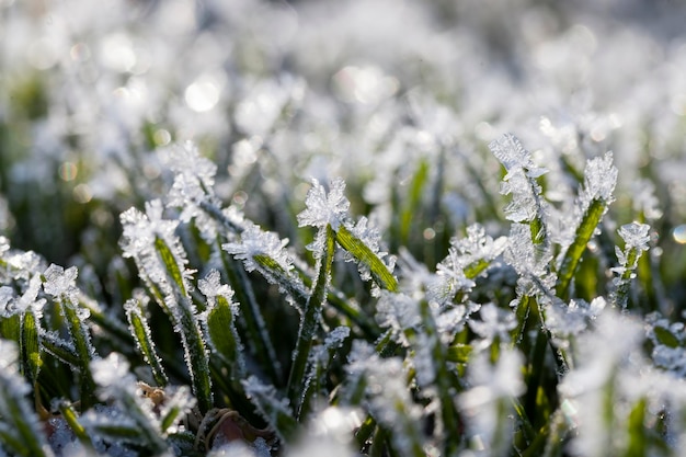 Herbe couverte de givre blanc froid pendant la saison d'hiver