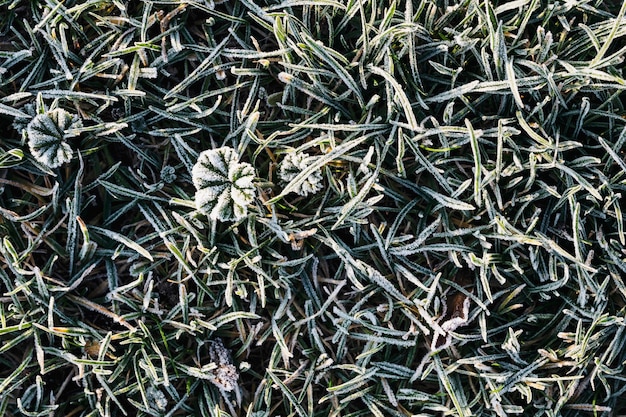 Herbe couverte de givre fond texturé