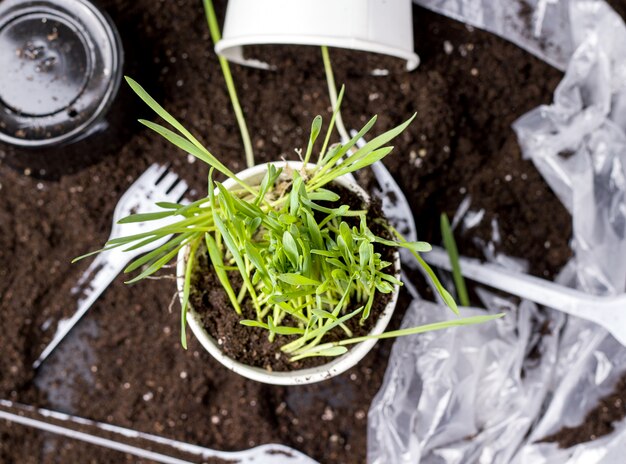 Herbe cultivée dans un verre à côté de débris plastiques.