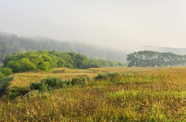 Photo herbe dans le domaine le matin