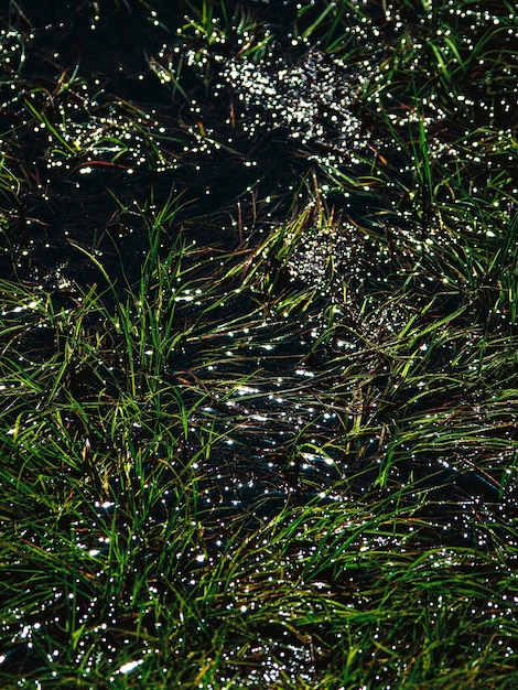 Herbe dans l'eau avec reflets du soleil. L'abstraction naturelle. L'éclat de l'eau.