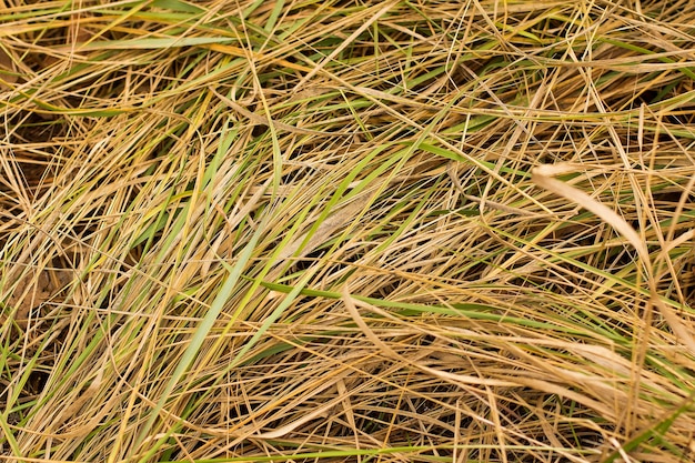 Herbe dans la forêt d'automne