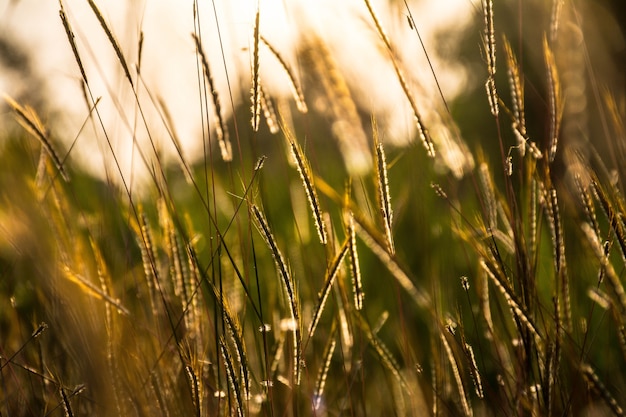 Herbe dans la forêt avec la lumière du soleil.