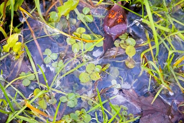 L'herbe dans la glace