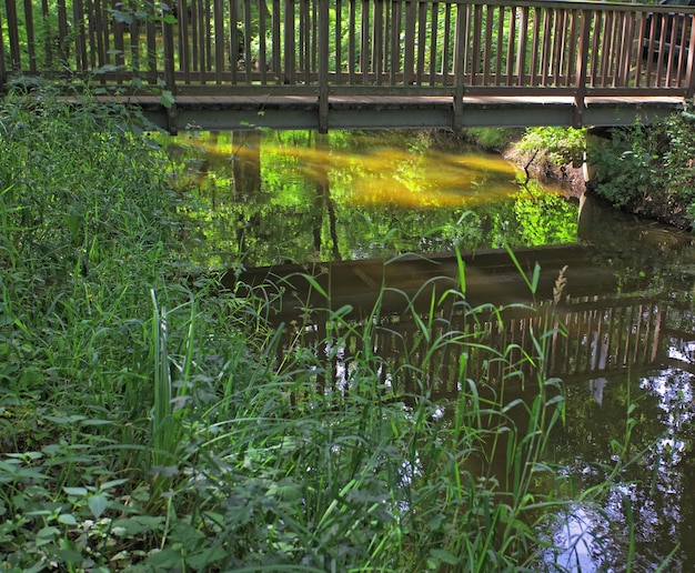 Photo l'herbe dans un lac