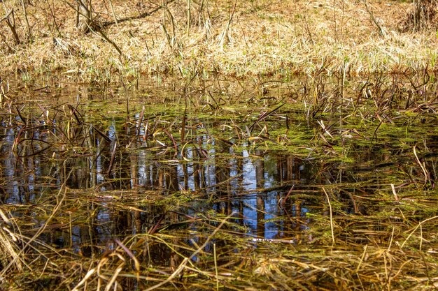 Herbe dans le maraisZone marécageuse en gros plan