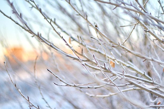 L'herbe dans la neige dans un champ contre le soleil couchant. doux coucher de soleil en hiver