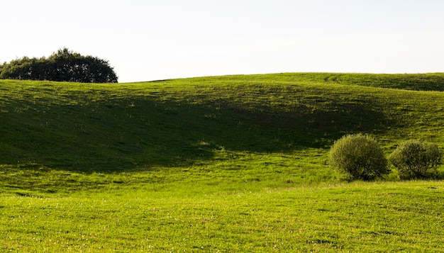 herbe dans les prairies