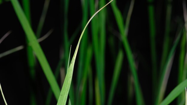 herbe dans la rizière