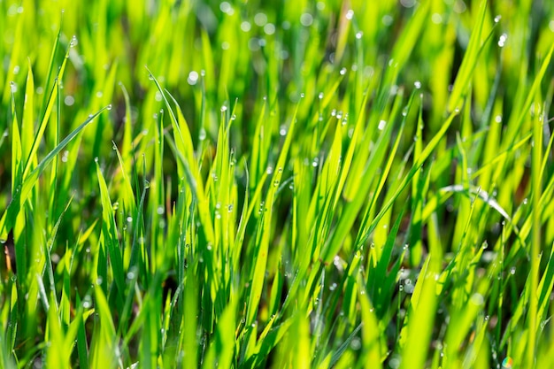 Herbe dans la rosée et l'éblouissement du soleil du matin abstrait