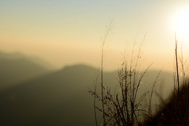 Herbe dans le vent le soir