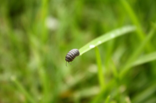 Photo herbe debout de bogue de boule