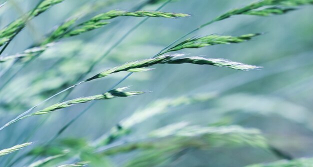 Herbe décorative fétuque bleue festuca glauca épillets fond naturel