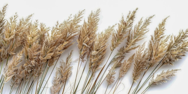 L'herbe dorée des Pampas sur un fond blanc