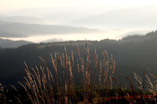 Herbe du soleil du matin avec le brouillard