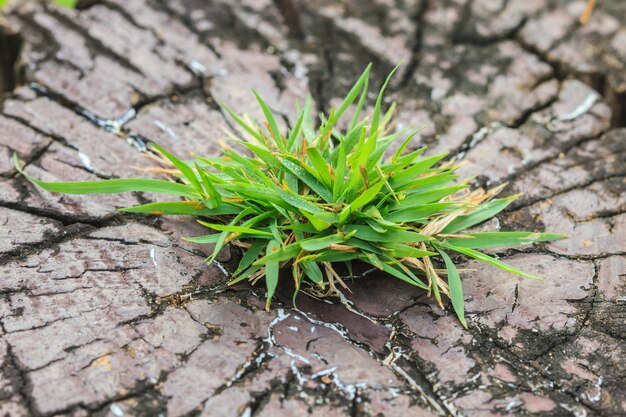 Herbe sur écorce, fond et texture de la nature