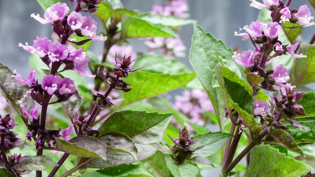 Photo herbe épicée au basilic parfumée