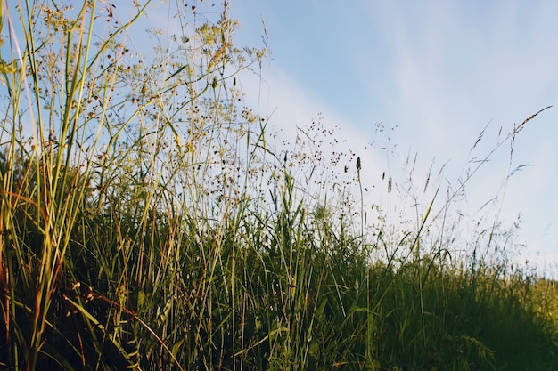 Herbe d'été au soleil