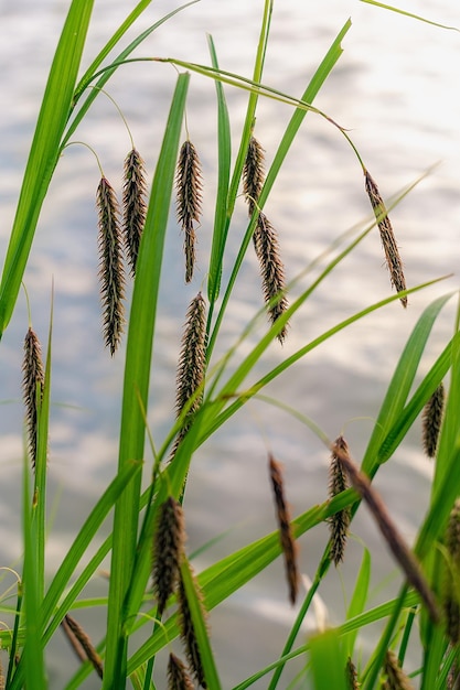 Herbe d'été avec des graines sur la rive du fleuve