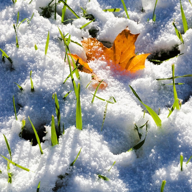 Herbe et feuille d'érable orange couvertes par la première neige