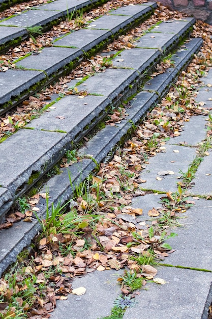 L'herbe et les feuilles jaunes sur des marches en béton se bouchent