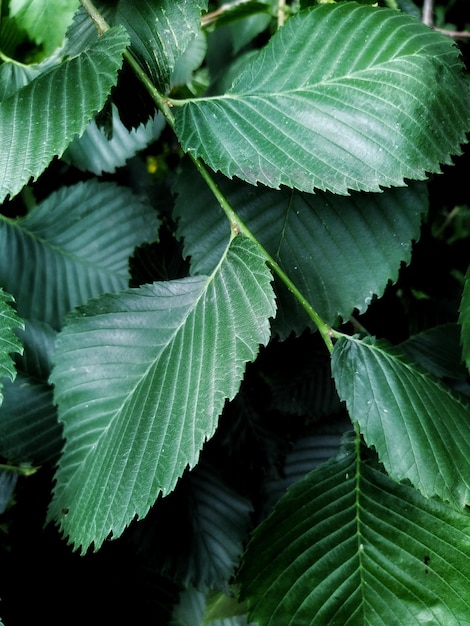 Herbe et feuilles