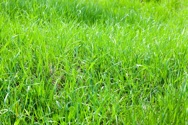 Herbe fine verte poussant près d'un lac inondé avec la montée de l'eau, close-up