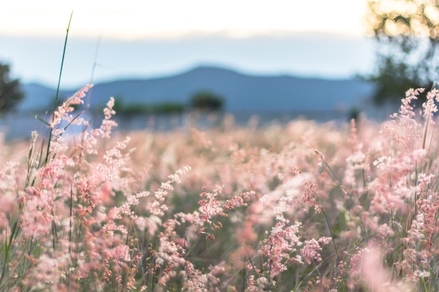 Herbe fleur avec fond de montagne floue.