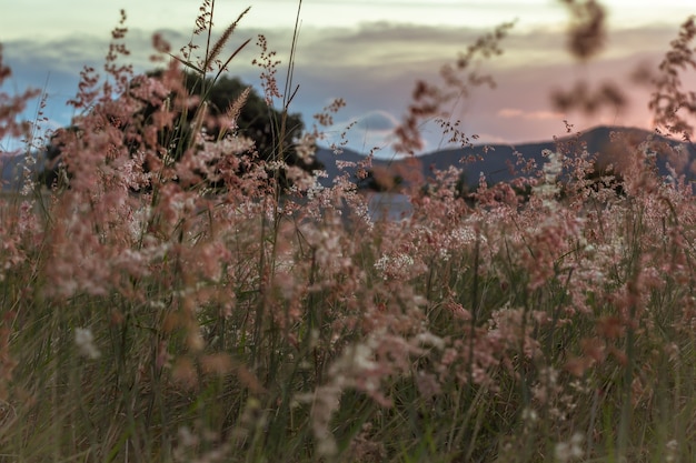 Photo herbe fleur avec fond de montagne floue.