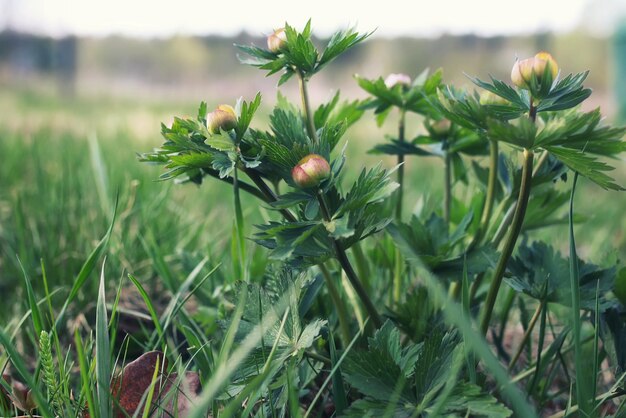 Herbe et fleur de printemps dans un champ