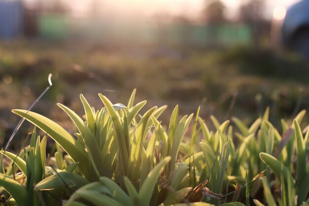 Herbe et fleur de printemps