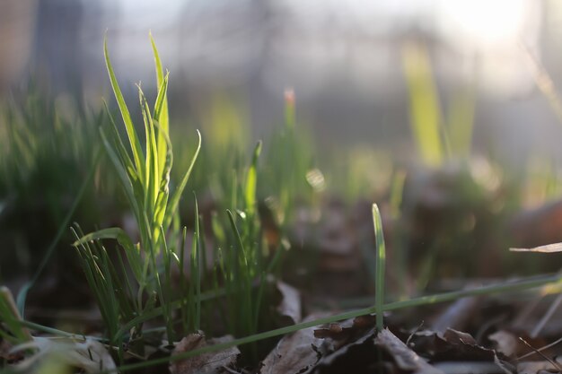 Herbe et fleur de printemps