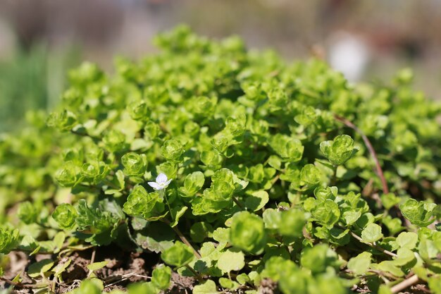 Herbe et fleur de printemps