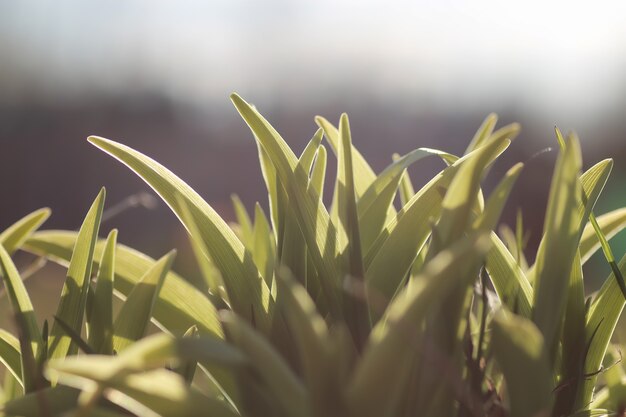 Herbe et fleur de printemps