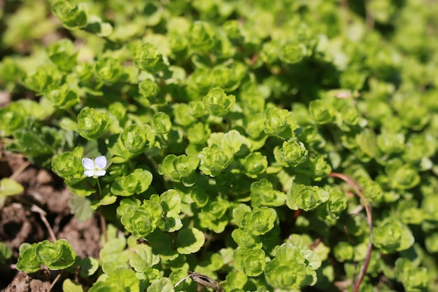 Herbe et fleur de printemps