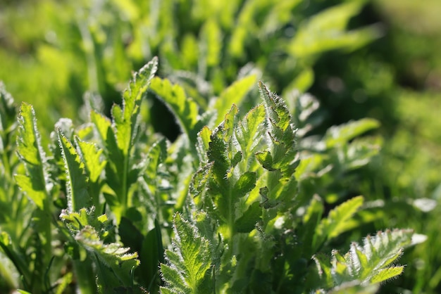 Herbe et fleur de printemps