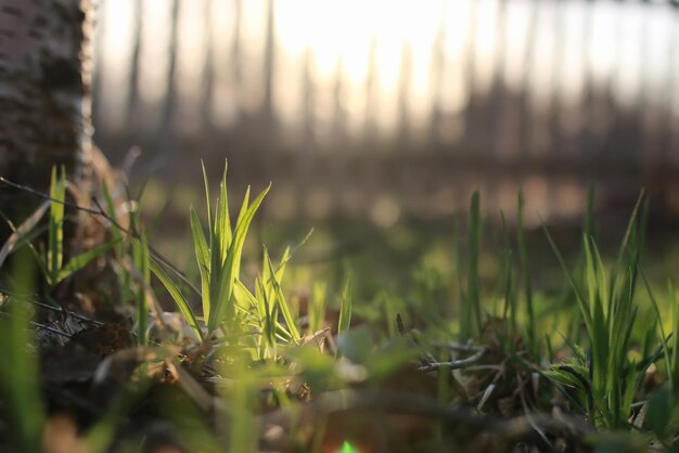 Herbe et fleur de printemps