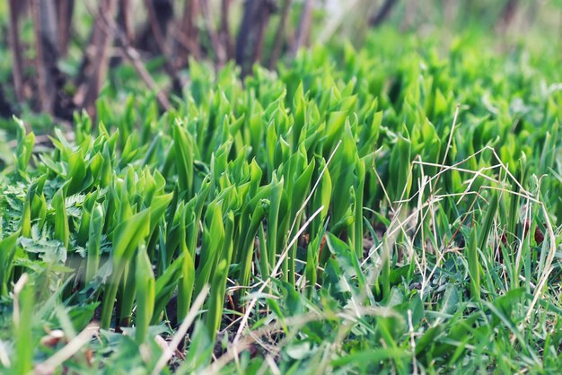 Herbe et fleur de ressort dans un domaine