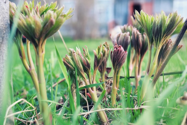 Herbe et fleur de ressort dans un domaine