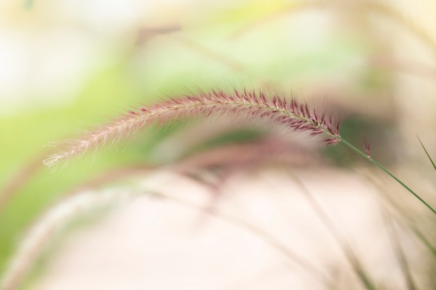 Herbe fleurie dans le jardin. Concept de mémoire.