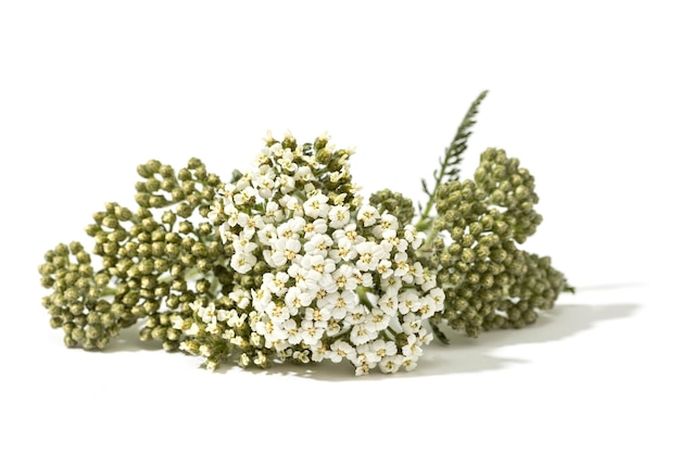 Herbe à fleurs Achillea odorata isolée sur fond blanc