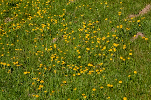 Herbe avec fleurs et autres plantes en été