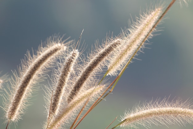 L&#39;herbe des fleurs belle