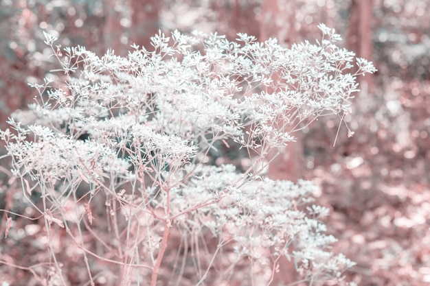 Photo herbe de fleurs colorées en dégradé