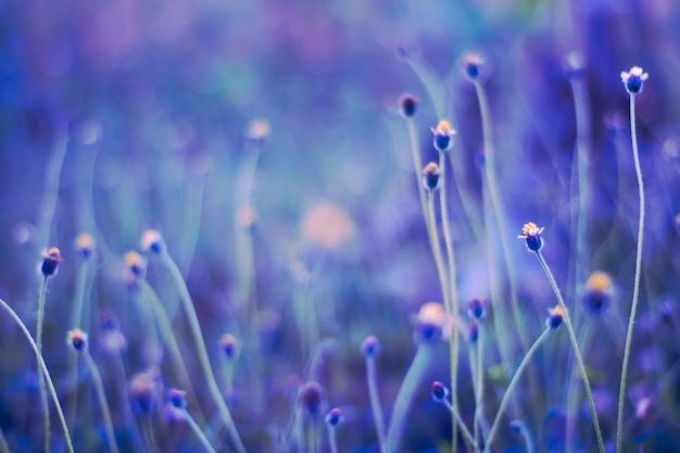 Herbe de fleurs colorées faite avec dégradé pour le fond